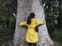 -墨尔本皇家植物园