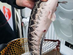 -金三可市井水煮鱼(金碧园店)