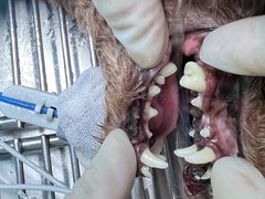 -博特宠物医院24h犬猫全科.骨科·异宠