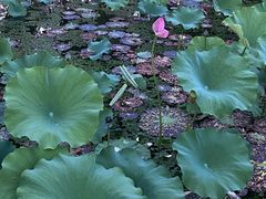 -渤公岛生态公园