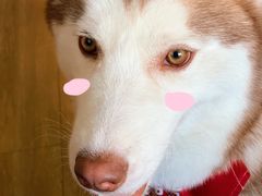 -Husky Go! 哈士奇体验馆·宠物咖啡厅狗咖