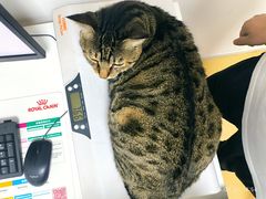 -小叮当动物医院·骨科·眼科