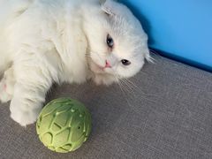 -喵宠乐园·撸猫互动·猫舍