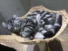 -藏猫猫咖啡主题馆(中央大道店)