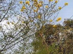 -南丹山森林王国