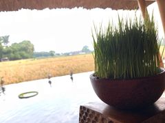 -脏鸭餐厅(乌布总店)