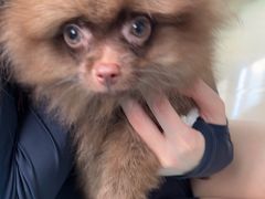 -瑞派申生动物医院·24H夜诊·国际动物医疗中心·骨外科(吴中路店)