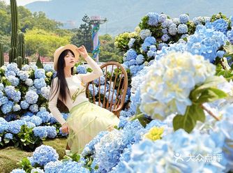 深圳春日诗意被绣球花海包围的浪漫天台❀