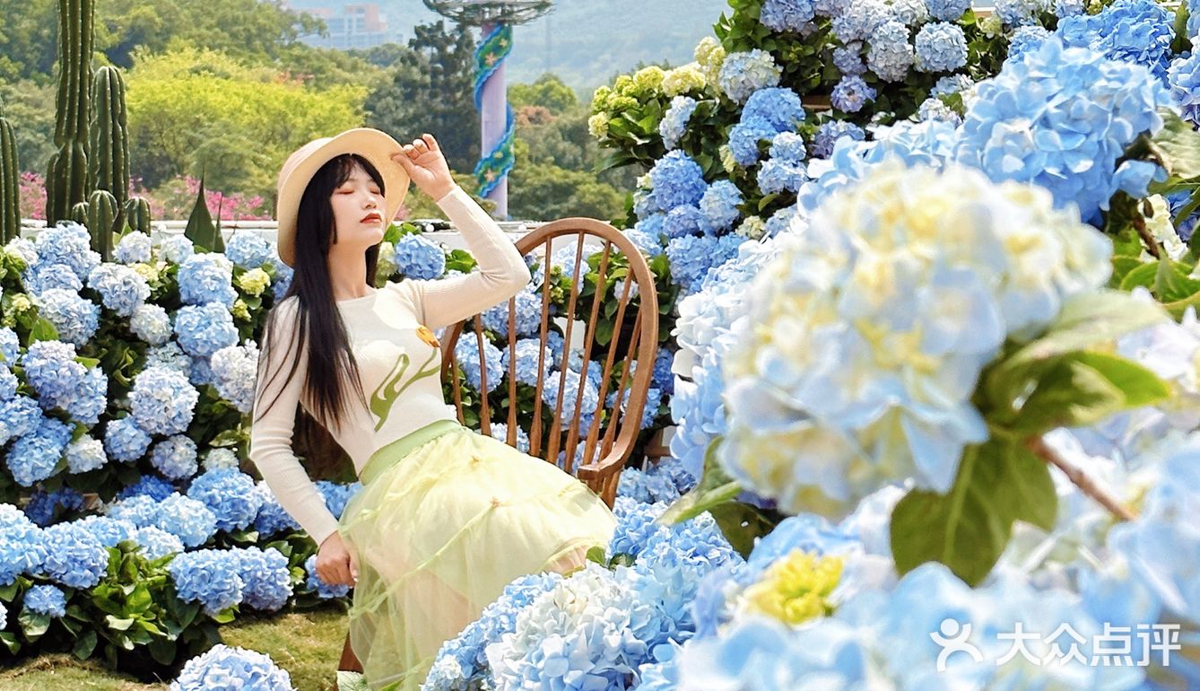 深圳春日诗意📸被绣球花海包围的浪漫天台❀
