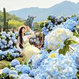 深圳春日诗意📸被绣球花海包围的浪漫天台❀