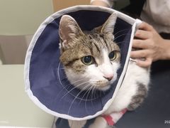 -瑞派康怡24h宠物医院·犬猫医疗中心·微创绝育(瑞景分院)