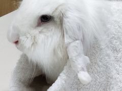 -瑞派·关忠动物医院·异宠专科·犬猫肿瘤·皮肤专科(望京店)