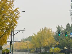 -三里屯东五街银杏大道