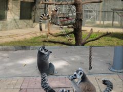 -石家庄市动物园