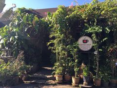 -DOI CHAANG Caffè Maesuai