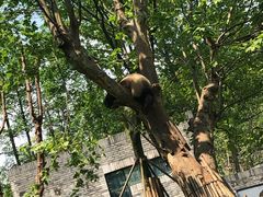 -都江堰中华大熊猫苑