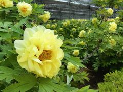 -洛阳市隋唐城遗址植物园