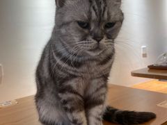 -有猫主题·治愈系猫咖(曾厝垵店)