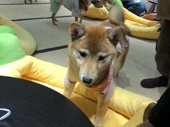 -逗柴咖啡屋·狗咖猫咖宠物桌游