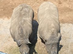 -西霞口神雕山野生动物世界