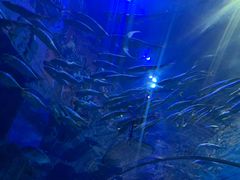 -华夏文旅海洋公园