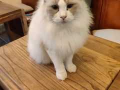 -李小姐の猫咖啡馆(五角场店)