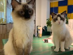 -喵喵咪呀布偶猫咖(春熙路店)