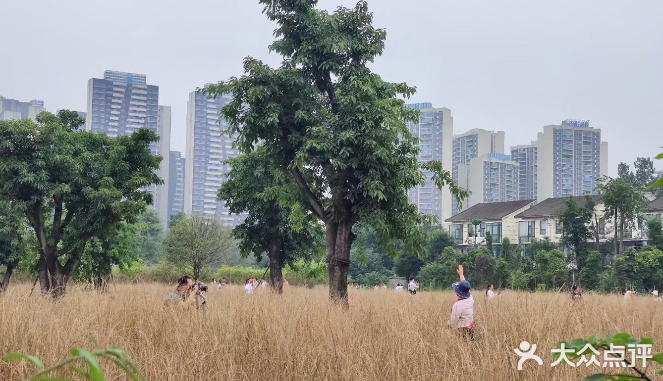 成都市区小众景点，向日葵花海。
