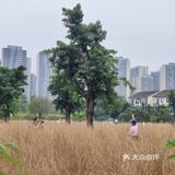 成都市区小众景点，向日葵花海。
