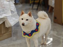 -柴犬小屋·柴餐厅·狗咖食堂(金鼎广场店)
