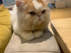 -啵啵喵·猫咖(攀华国际店)