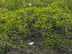 -北海金海湾红树林生态旅游区