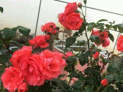 android_upload_pic-蘑统田下·野生菌火锅