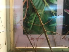 -上海昆虫博物馆