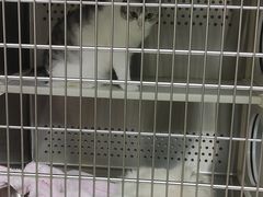 -艾贝尔宠物诊疗