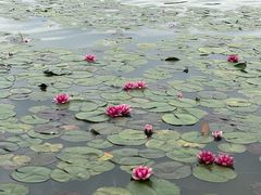 -洛龙公园