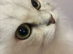 -猫大福·Fortune Cat猫舍(百子湾店)