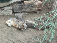 -大连森林动物园