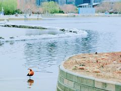 -莲花池公园