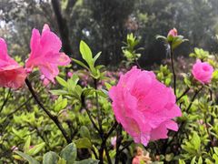 -梧桐山风景名胜区