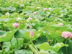 -荷塘月色湿地公园·向阳花洲