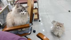 点击看大图 -柚子•猫美睫美甲