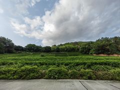 -雁南飞茶田景区