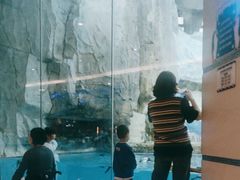 -帝企鹅自助餐厅•儿童岛•真企鹅(长隆企鹅酒店)