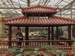 -上海都市菜园