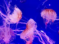 -海合安天津极地海洋公园