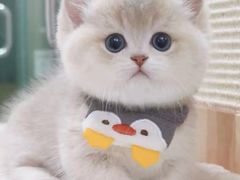 -Bastet sally猫舍购宠(静安店)