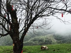 -硗碛藏寨·神木垒景区