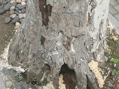 -龙头寺公园