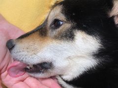 -逗柴咖啡屋·狗咖猫咖宠物桌游